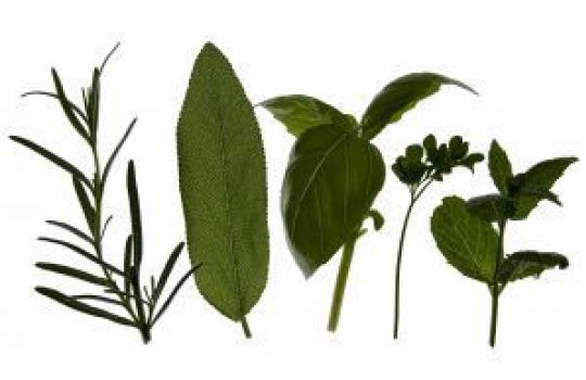 Einzelne Blätter verschiedener Heilpflanzen auf weißem Hintergrund.