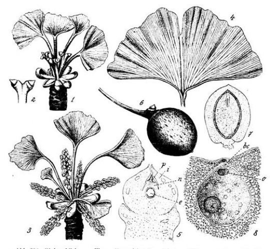 Illustration der Ginkgo-Blätter und Früchte aus dem Handbuch der Systematischen Botanik (1924) von R. Wettstein.