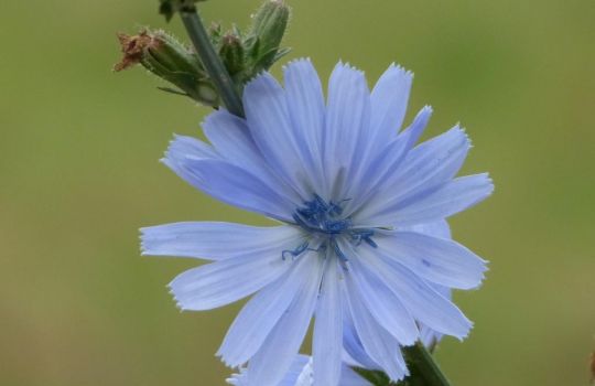 Blaue Blüte der Wegwarte.