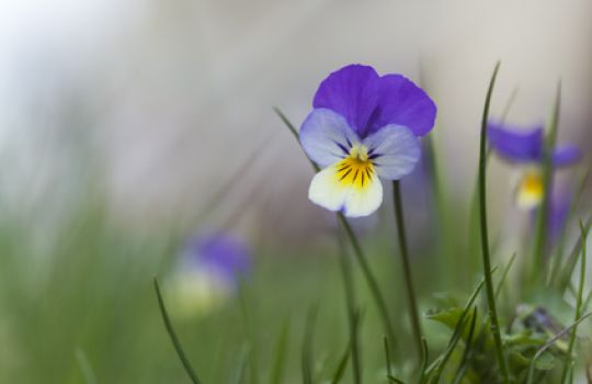 Typischerweise sind die Blütenblätter des Wilden Stiefmütterchens in einem Lilaton gefärbt.