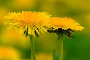 Die gelbe Blüte des Löwenzahns ist zu Unrecht den meisten nur als Unkraut bekannt.