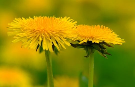 Die gelbe Blüte des Löwenzahns ist zu Unrecht den meisten nur als Unkraut bekannt.