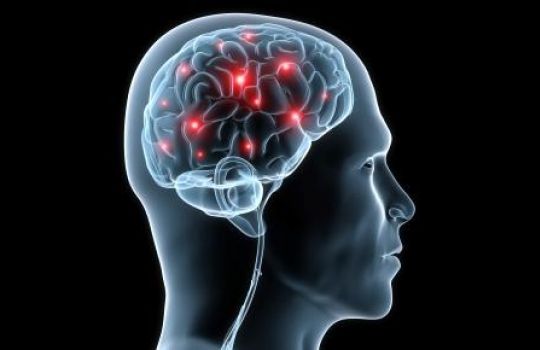 Schema eines menschlichen Kopfes und Gehirn