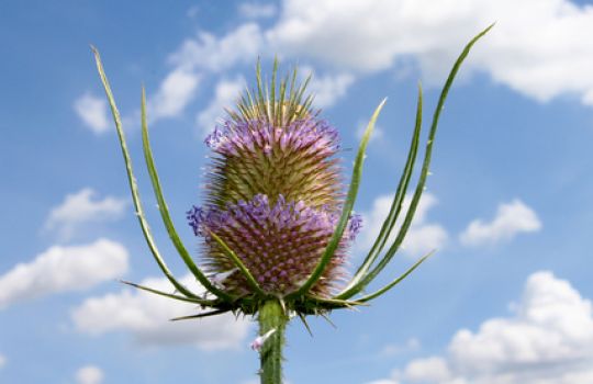 Die Wilde Karde ist eine sogenannte Körbchenblume.