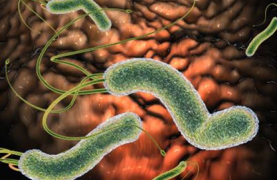 Der Magenkeim Heliobacter pylori kann eine Magenschleimhautentzündung auslösen.