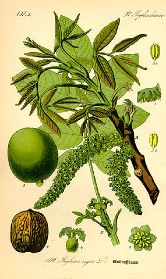 Botanische Illustration der Walnuss