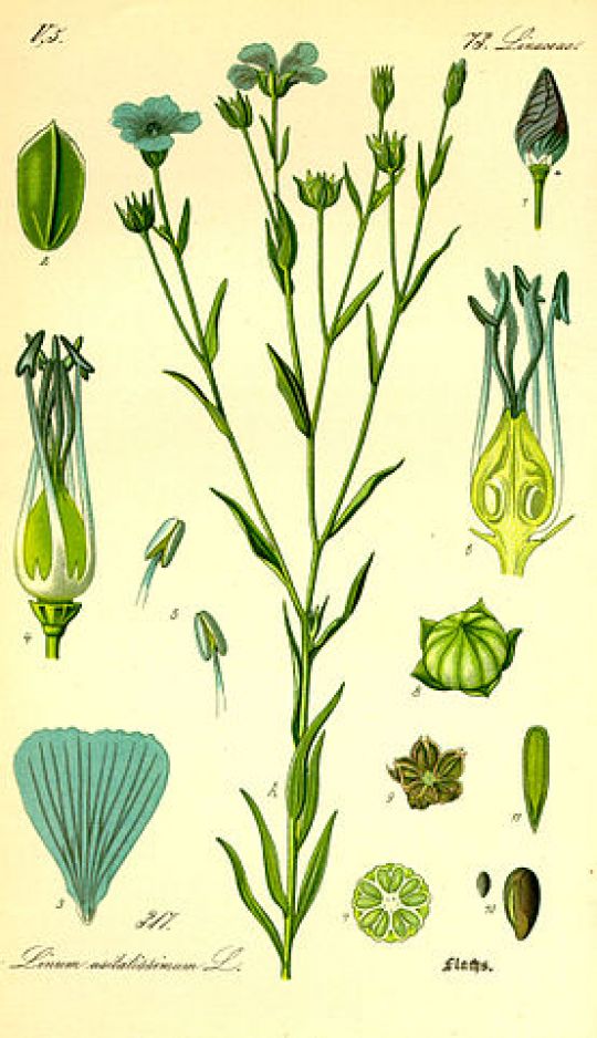 Botanische Illustration des Leins von O. W. Thomé, 1885.