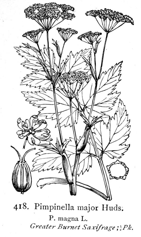 Botanische Illustration der Großen Bibernelle
