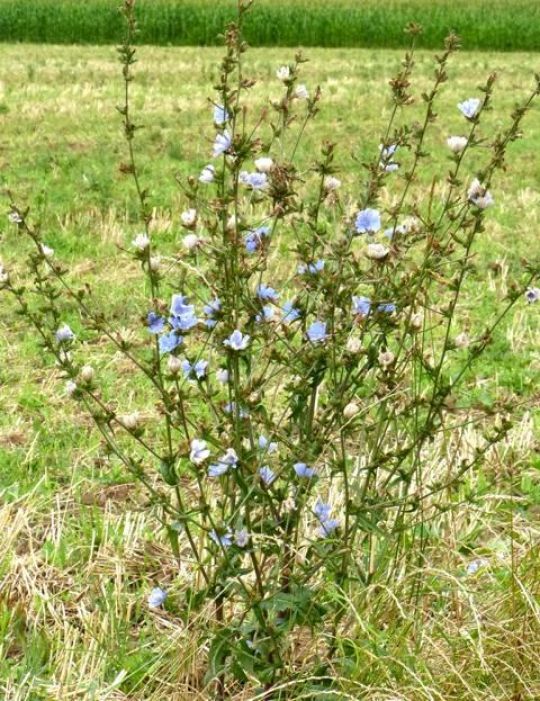 Wegwarte am Feldrand