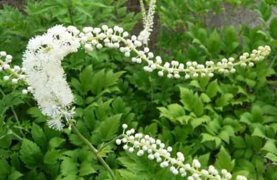 Ursprünglich kommt die Traubensilberkerze (Cimicifuga racemosa) aus Kanada und den nordöstlichen USA. Dort wussten bereits die Indianer um ihre heilende Wirkung.