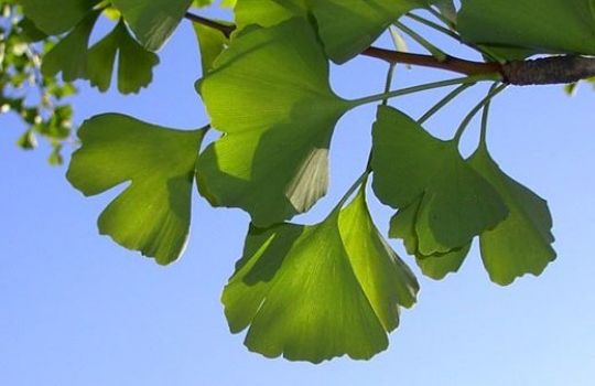 Die Blätter des Ginkgobaumes besitzen großen Wiedererkennungswert.