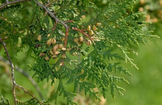 Thuja ist ein Zypressengewächs.