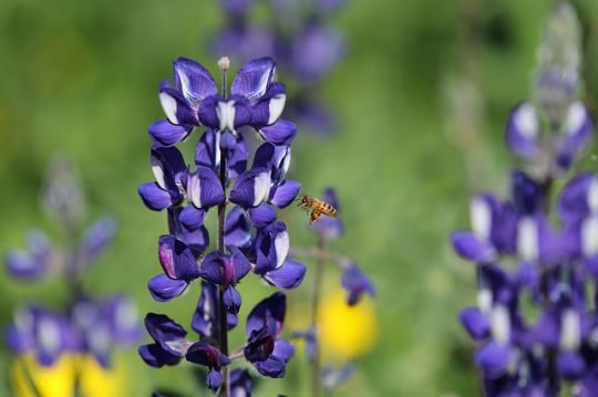 Blaue Lupine mit Biene