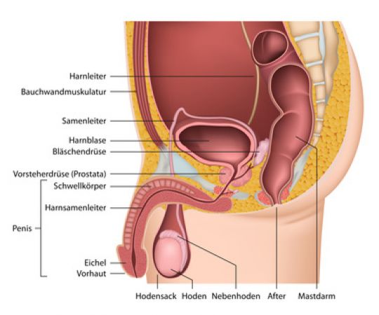 prostatakrebs netdoktor A prostatitis jelei a férfiaknál