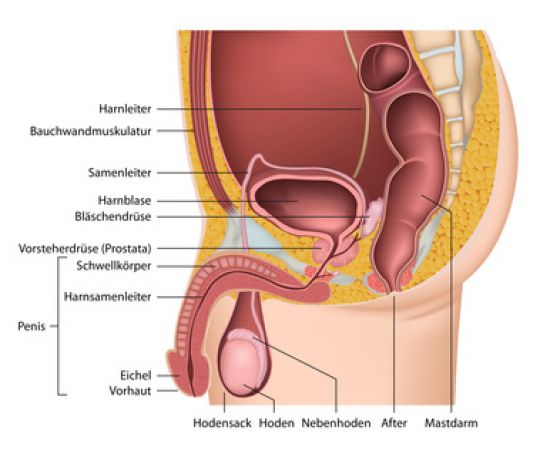 Selbst tasten prostata Wie man