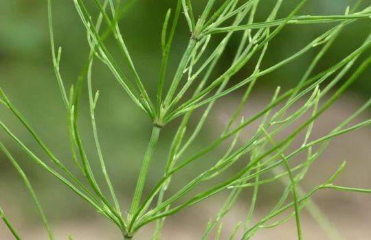 Nahansicht von sterilen Sprossen des Acker-Schachtelhalms.