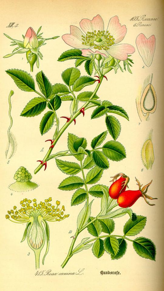 Illustration der Rosa Canina aus O.W. Thomé - Flora von Deutschland Österreich und der Schweiz (1885) ©biolib.de