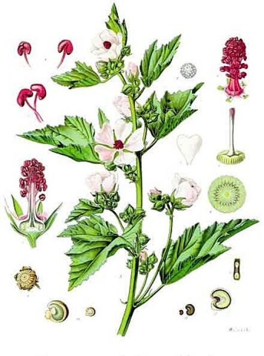 Botanische Illustration des Eibischs.