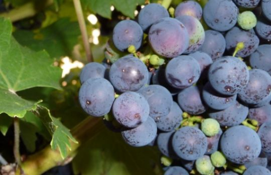 Aus den Weintrauben wird der Wein hergestellt.