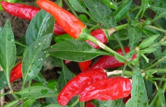 Cayennepfeffer wird aus der Chilli-Sorte Cayenne gewonnen.