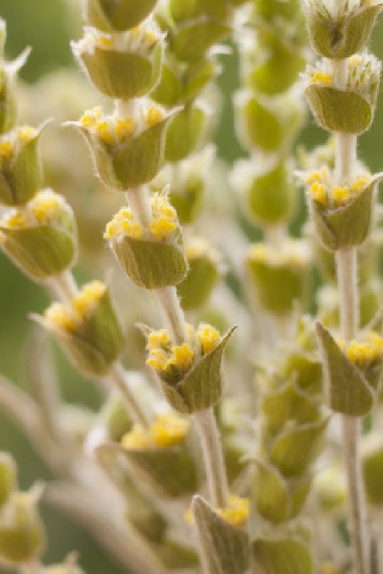 Sideritis-Blüten umgeben von jeweils zwei Hochblättern.