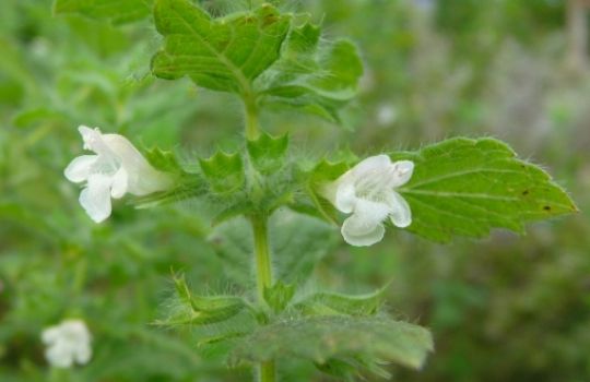 Die Melisse hat kleine, zarte, weiße Blüten.