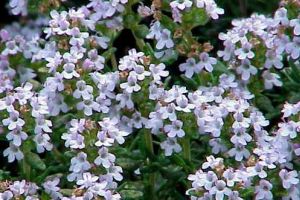 Blühender Thymian mit den kleinen weißen Blüten.