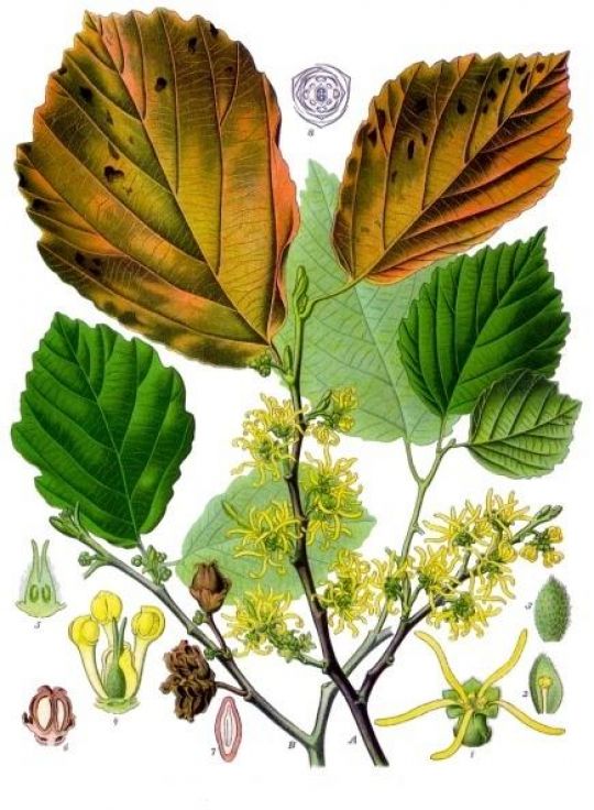 Illustration von Hamamelis virginiana von Franz Eugen Köhler.