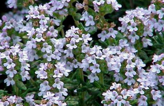 Blühender Thymian mit den kleinen weißen Blüten.