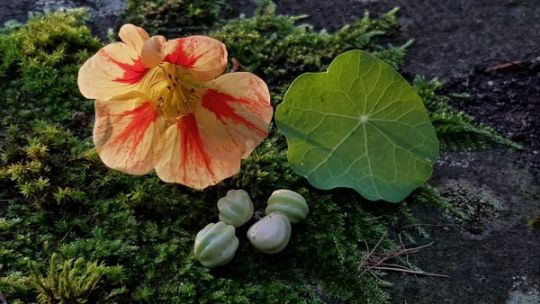 Blüte, Blatt und Samen der Kapuzinerkresse auf Moos liegend