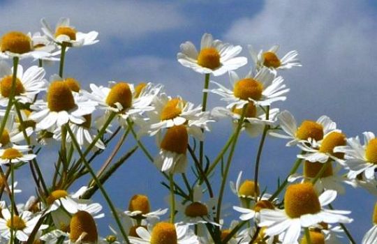 Kamille hat einen hohlen Blütenboden, 10 bis 15 weiße Zungenblüten und goldgelbe Röhrenblüten.