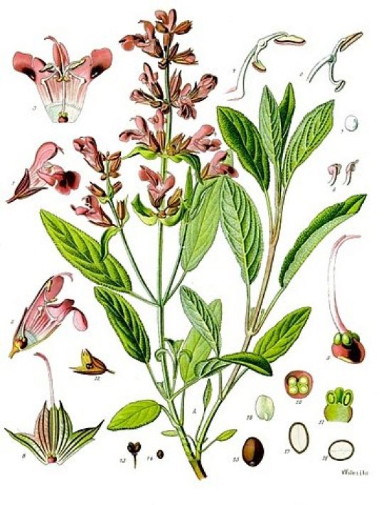 Botanische Illustration des Echten Salbeis