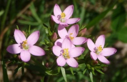 Die kleinen zartlila Blüten des Tausendgüldenkraut sind nicht besonders auffällig.