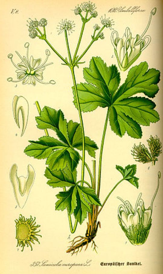 Botanische Illustration des Sanikels