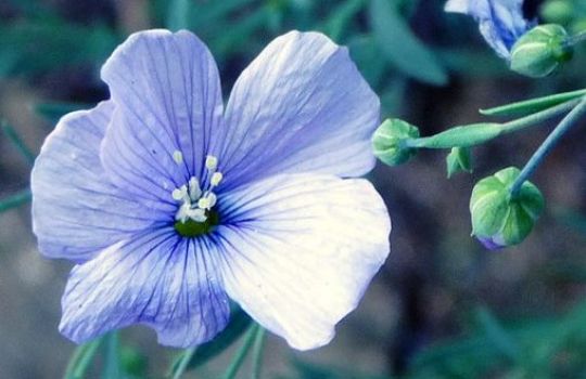 Die Leinpflanze hat zartlila Blüten.