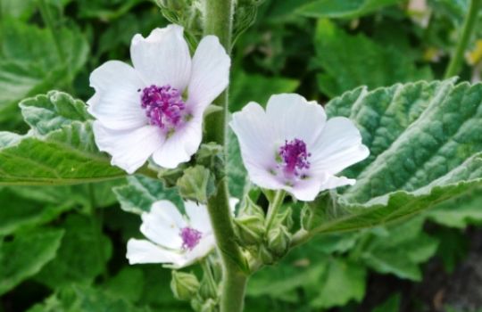 Der Eibisch hat kleine weiß-lila Blüten.