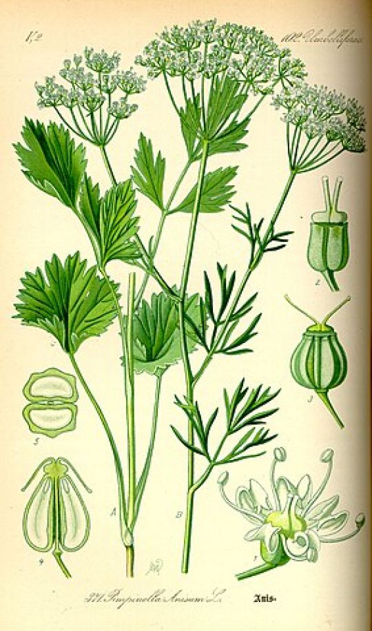 Botanische Illustration des Anis