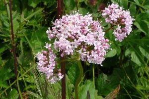 Die blassrosa Blüten des Baldrians begleiten Bachläufe.