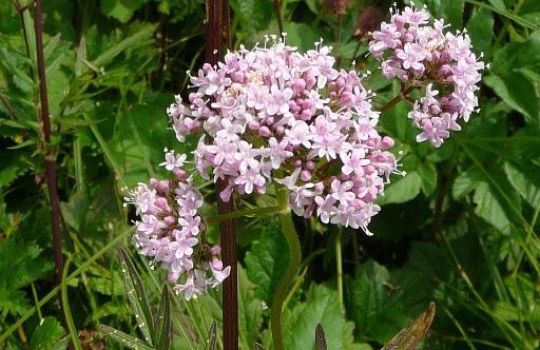 Die blassrosa Blüten des Baldrians begleiten Bachläufe.