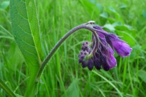 Beinwell hat lila Blüten.