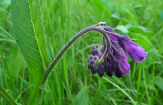 Beinwell hat lila Blüten.