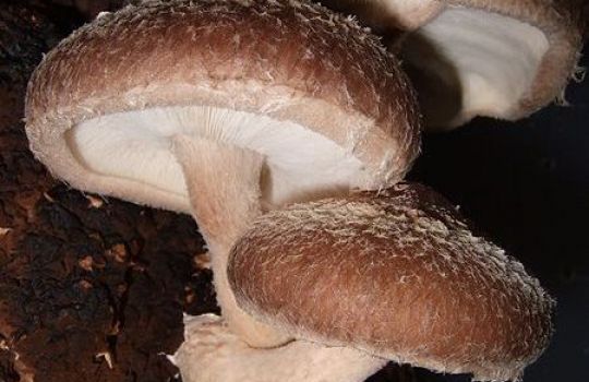Shiitake-Pilze sind braun mit weißen Lamellen.