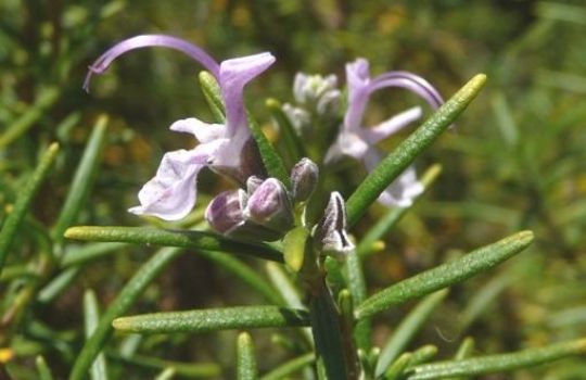 Der Rosmarin bildet eine kleine zartlila Blüte aus.