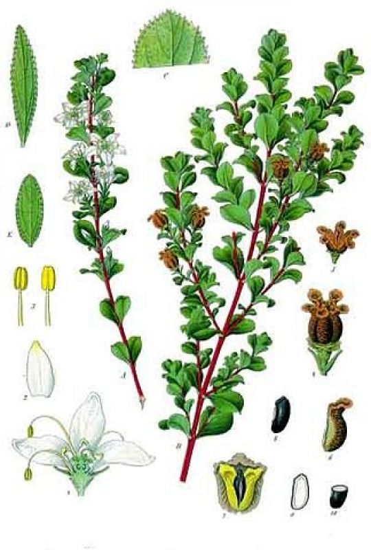 Illustration der Buccho Pflanze