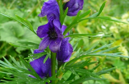 Seinen Namen verdankt der Blaue Eisenhut seinen kelchartigen Blüten.