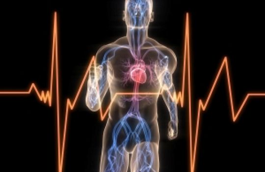 Sind die Herzkranzarterien verengt, kann es zu einem Herzstillstand kommen.