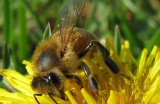 Propolis wird von Bienen hergestellt.