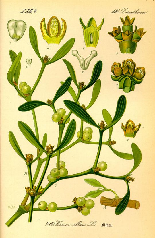 Illustration der Mistel aus O.W. Thomé: Flora von Deutschland Österreich und der Schweiz (1885)