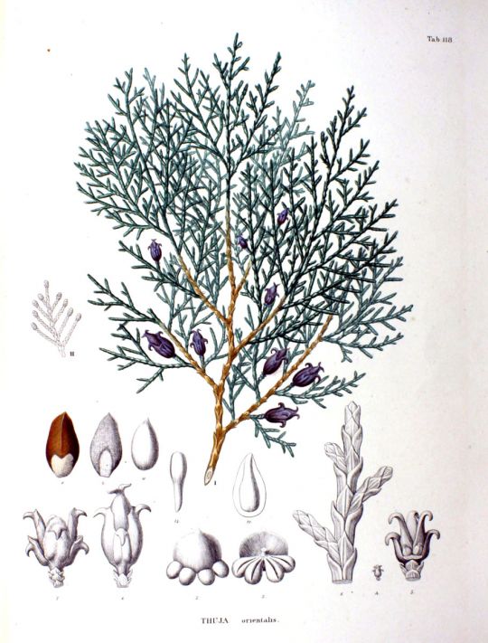 Botanische Illustration des Abendländischen Lebensbaums