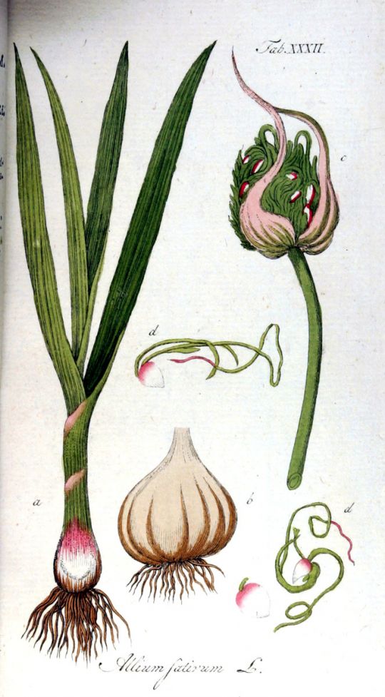 Botanishce Illustration des Knoblauchs. 
